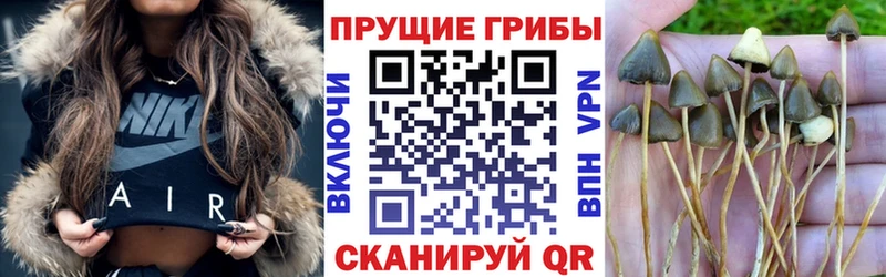 Купить где  Буинск  Псилоцибиновые грибы Psilocybine cubensis 